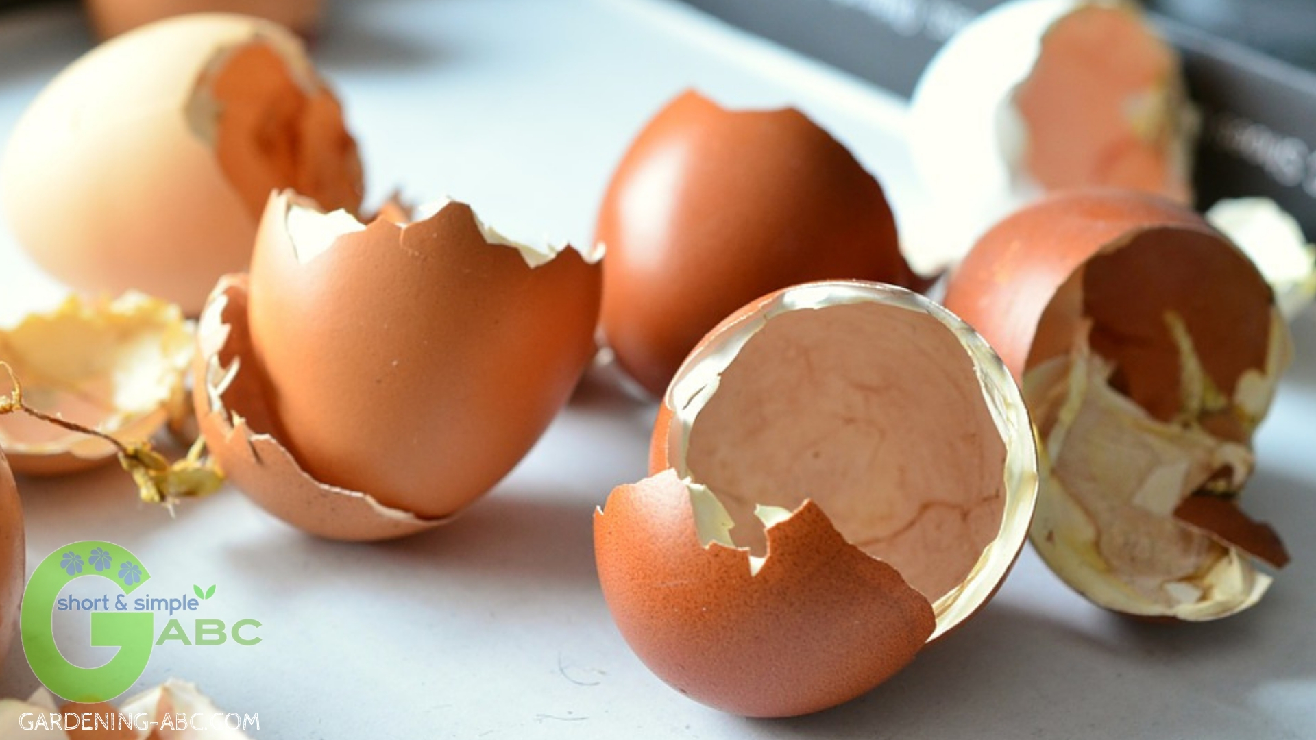 Composting ingredients eggshells