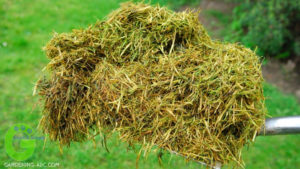 grass clippings in garden