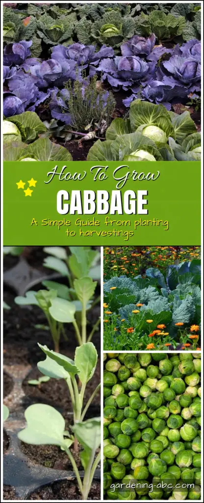 how to grow cabbage at home