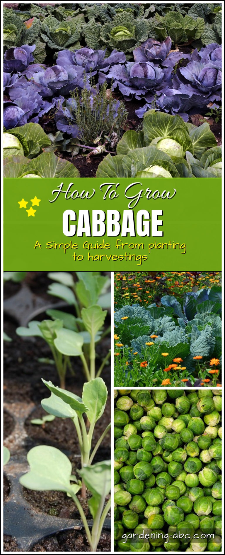 how to grow cabbages Gardening ABC