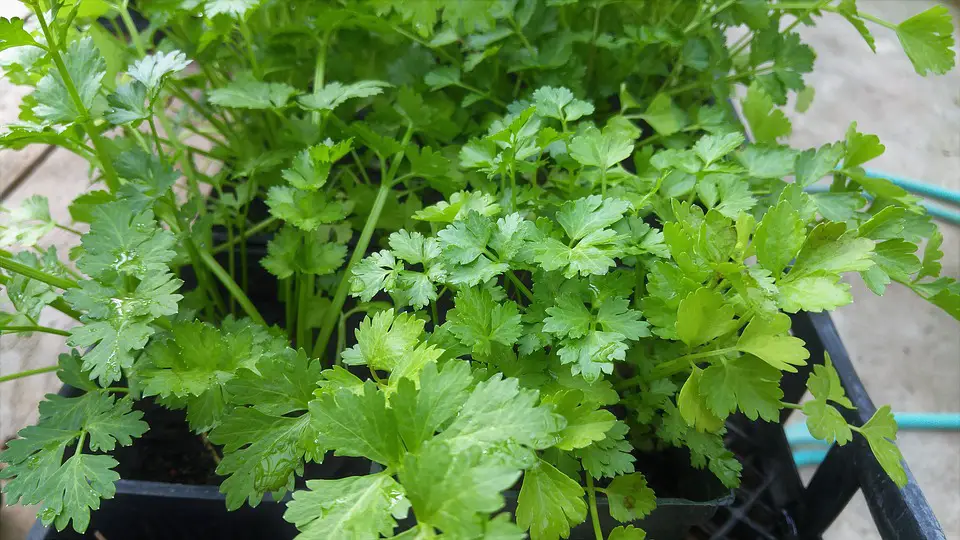 how to grow cilantro