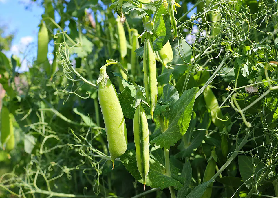 how to grow peas