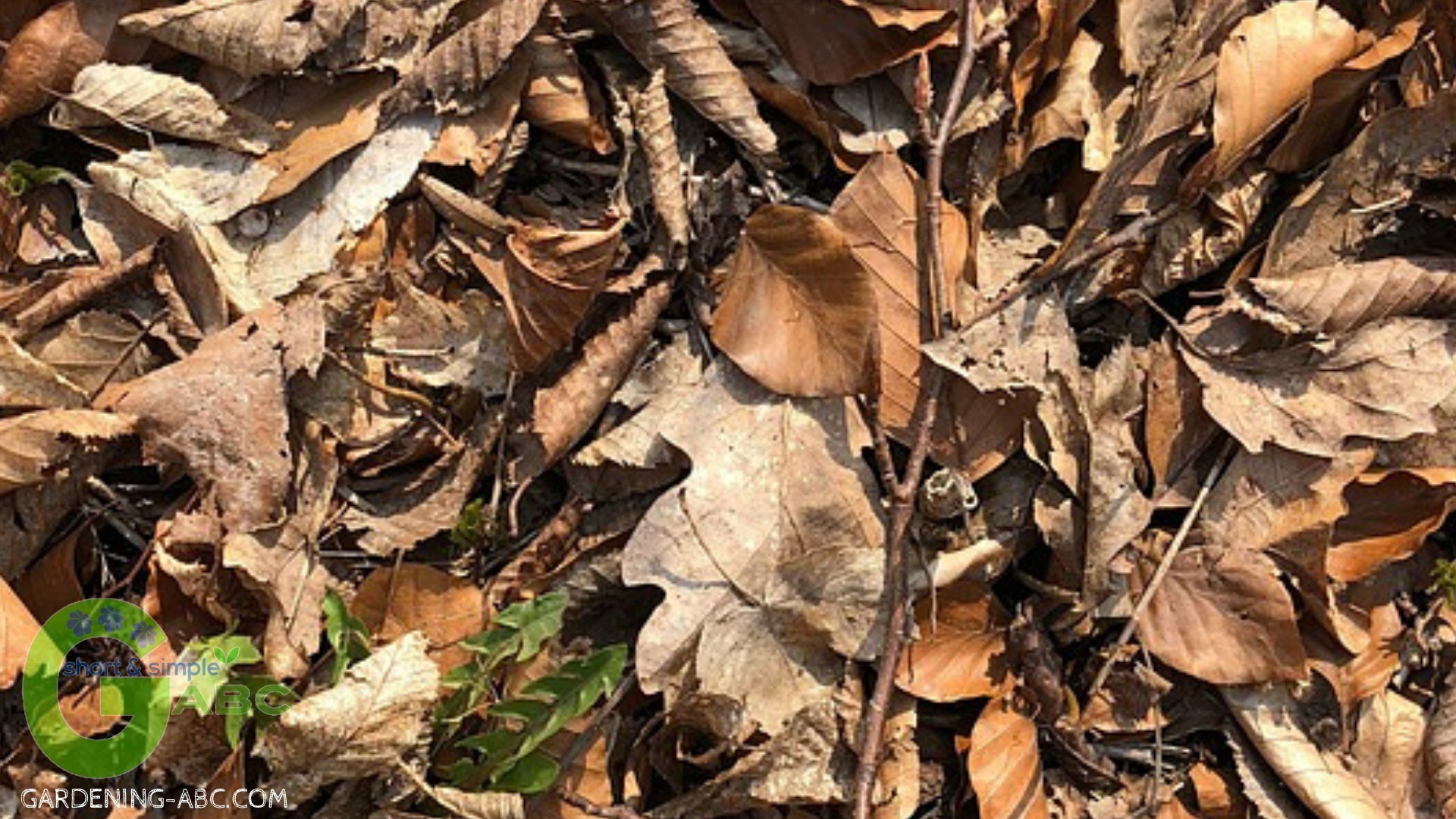 Composting ingredients Leaves 