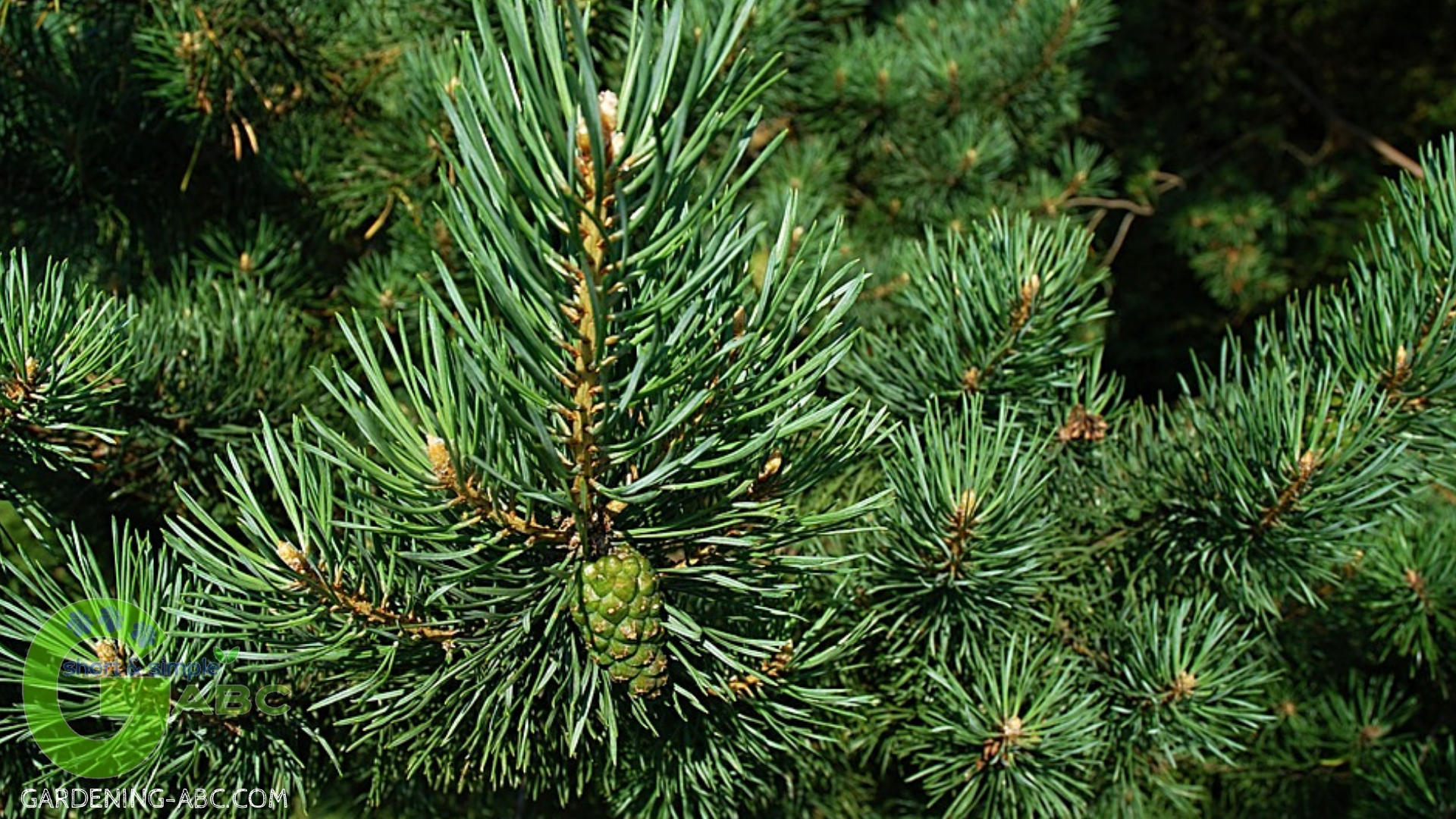 Composting ingredients pine needles
