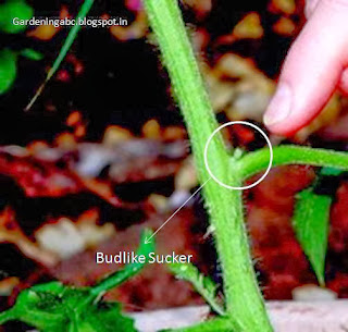 pruning tomato plants