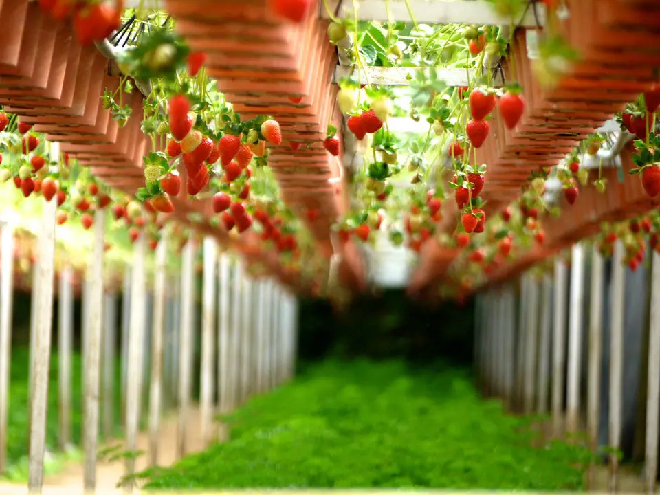 strawberry in vertical garden