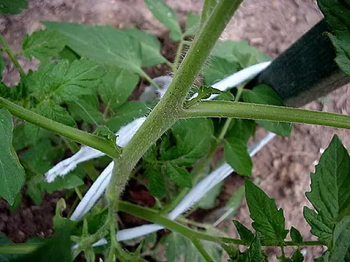 how to prune tomato plants