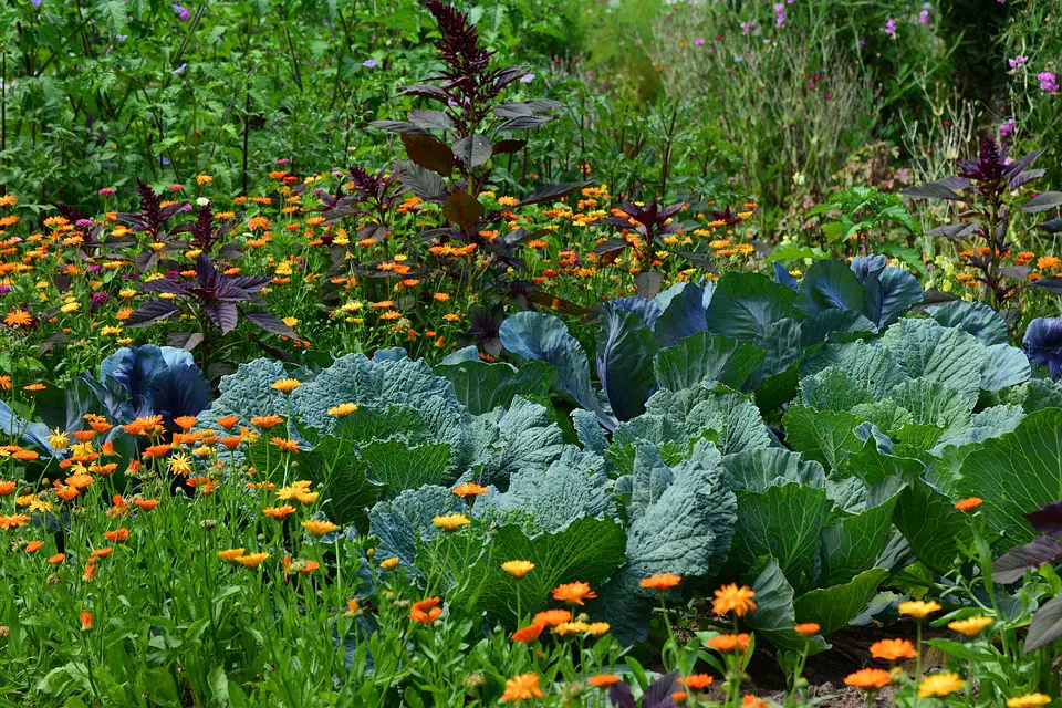 companion plants for cabbage