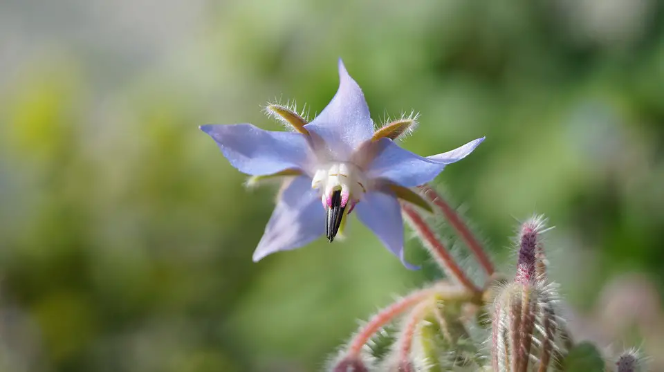 edible flowers for eating