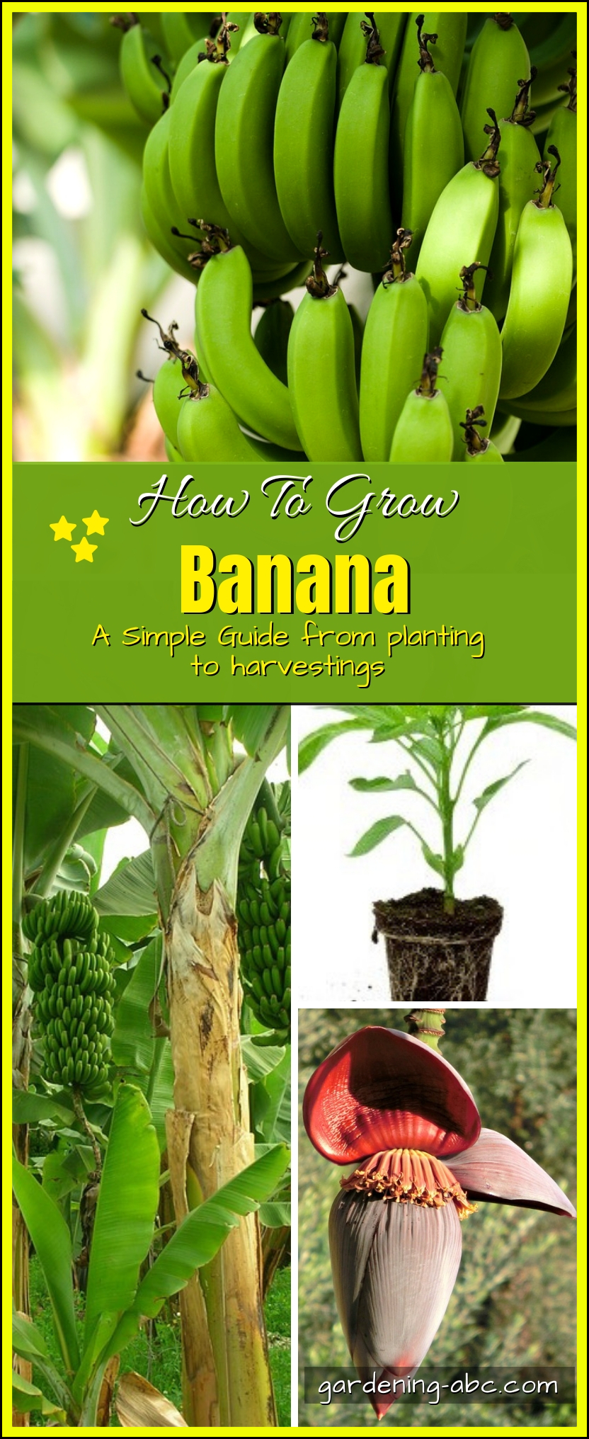 How to grow bananas Gardening ABC