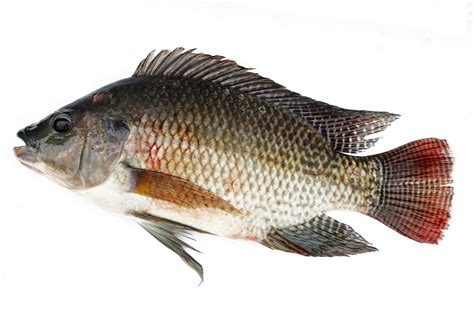 Tilapia best aquaponics fish