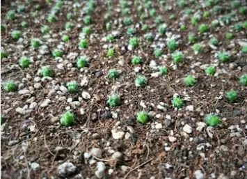 Growing Cactus From Seed