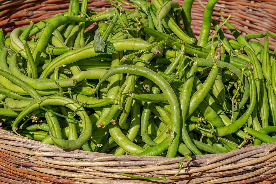 when to harvest beans