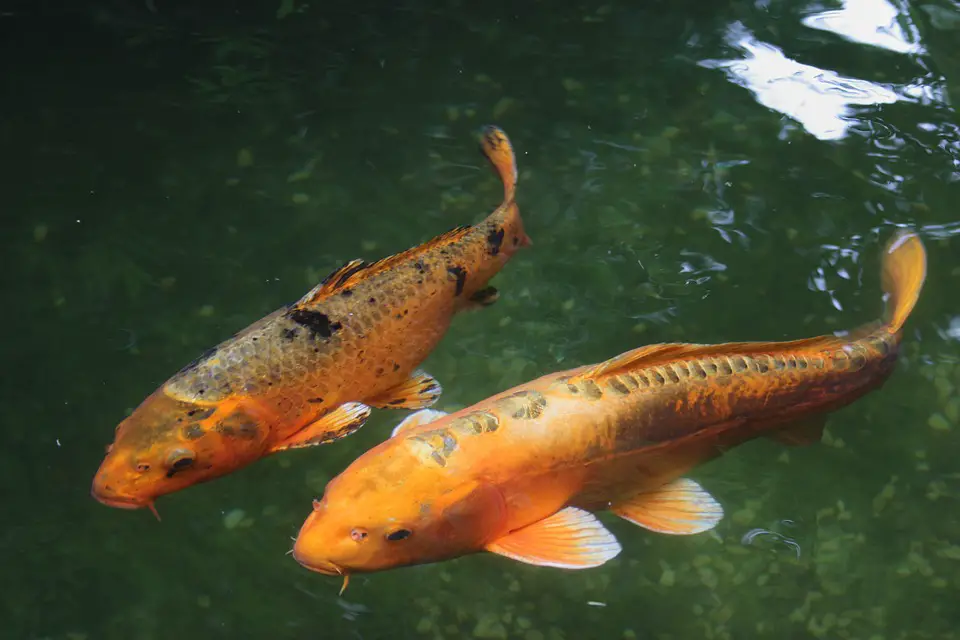 koi fish for aquaponics