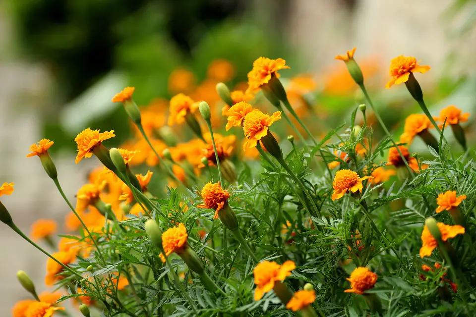 edible flowers marigold