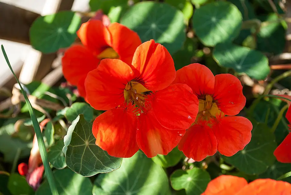 edible flowers for eating