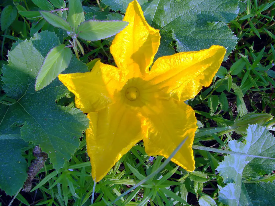 edible flowers for eating