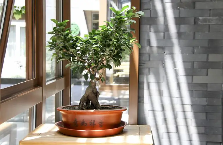 How to Prune Bonsai Roots Without Killing The Tree