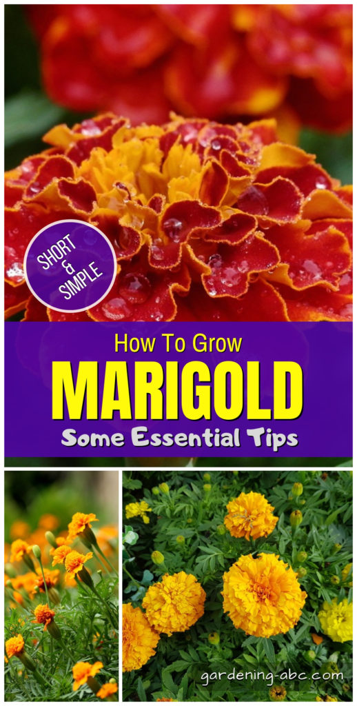 How to grow marigold plants