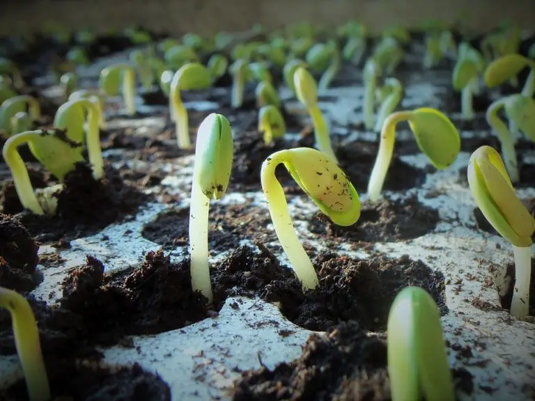 How To Grow Seedlings In Your Own House