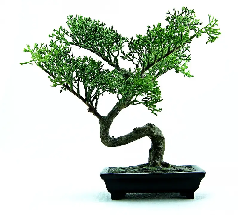  how to water a bonsai tree
