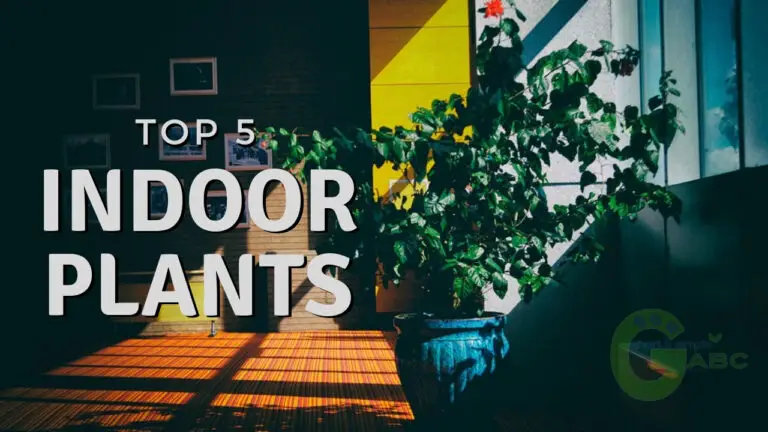 Best Indoor Plants: 10 Easy To Grow Plants Even For A Beginner