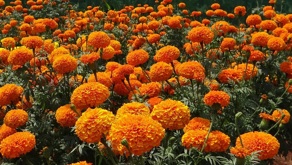marigold-flower-garden