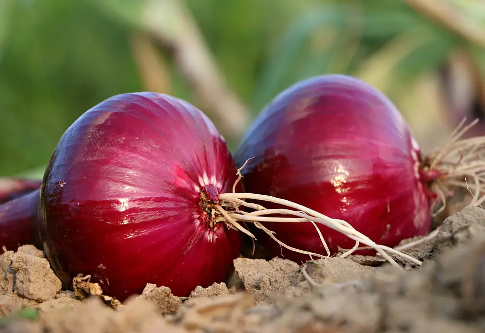 harvesting onions
