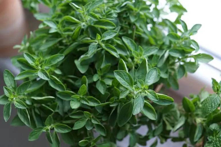 Growing Oregano At Home Grow Your Own Oregano With These Simple Steps