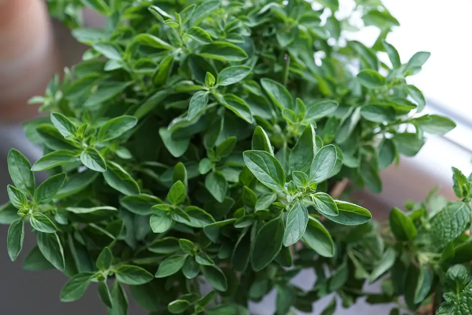 how to grow oregano