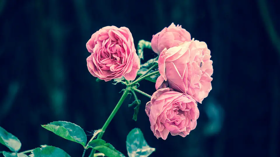 fertilizing roses