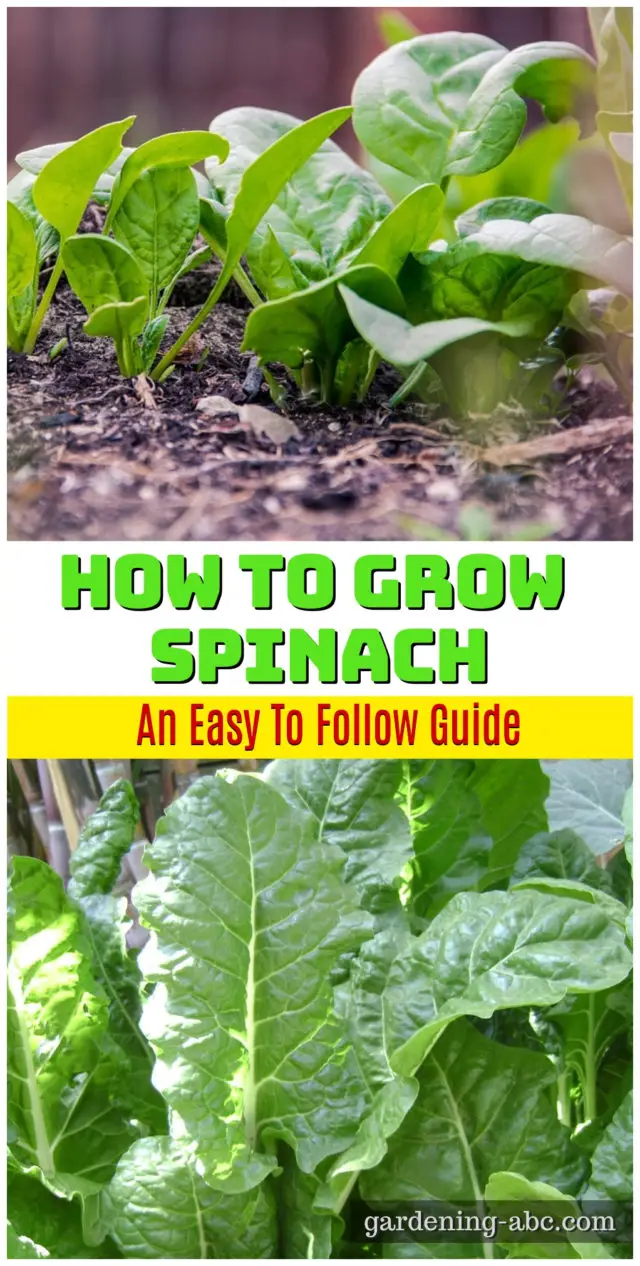 Growing Spinach Of Your Own | Tips On How To Grow Spinach