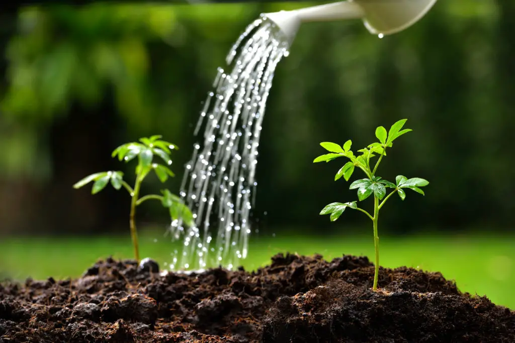 How To Water Plants Bonus Tips Best, How To Water Your Garden