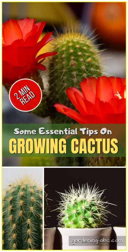 How To Grow Cactus Plants: The ABC of Growing Cactus