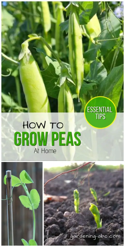 How To Grow Peas At Home: A Simple Pea Growing Guide