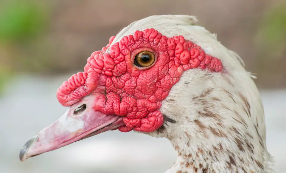 muscovy duck pest control
