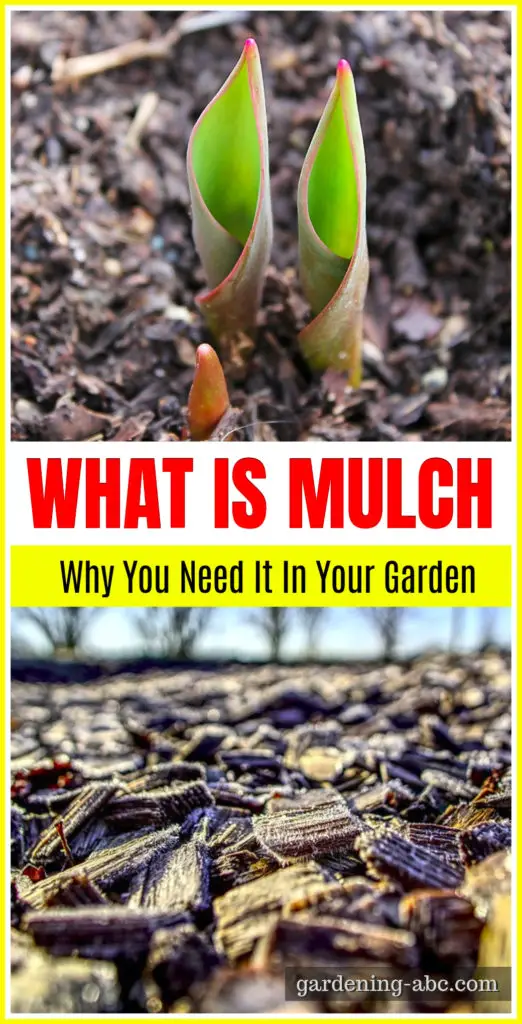 what is mulch