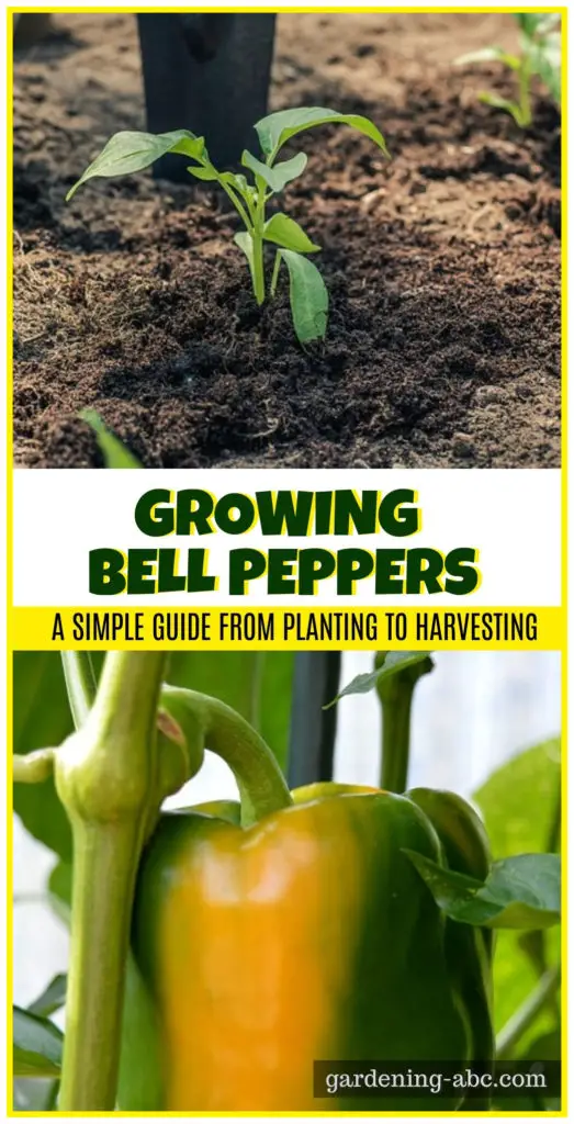 how to grow bell peppers