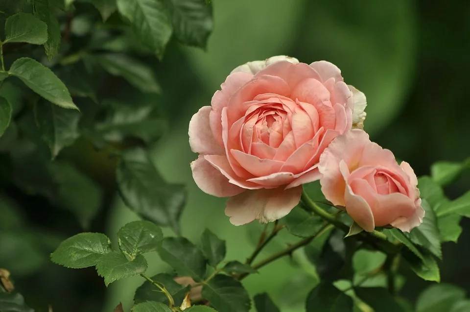 rose bush care tips