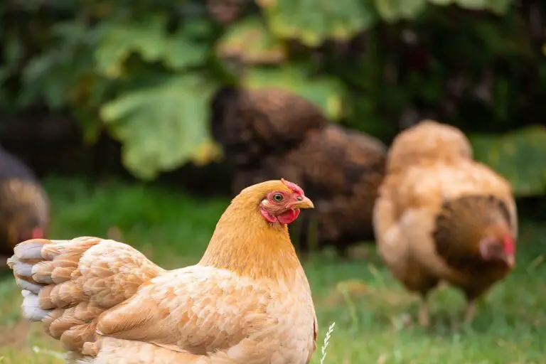 Chickens In The Garden: How To Use Chickens To Control Garden Pests