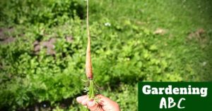 questions on carrot growing