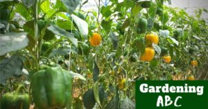 how to grow bell peppers