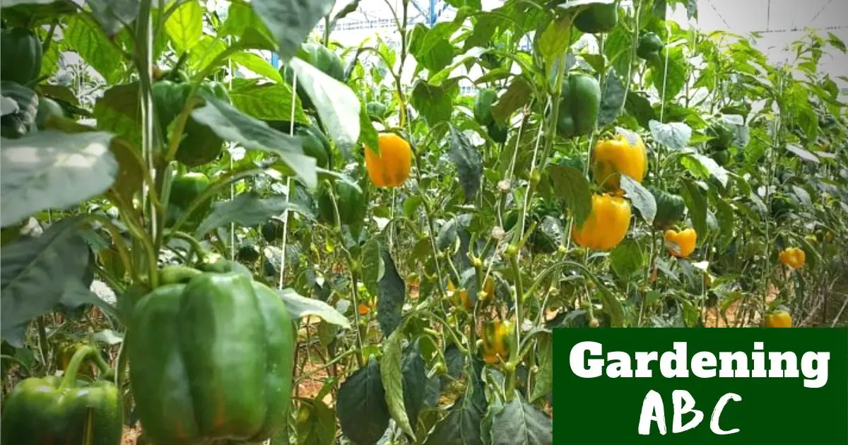 How To Grow Bell Peppers - Gardening ABC