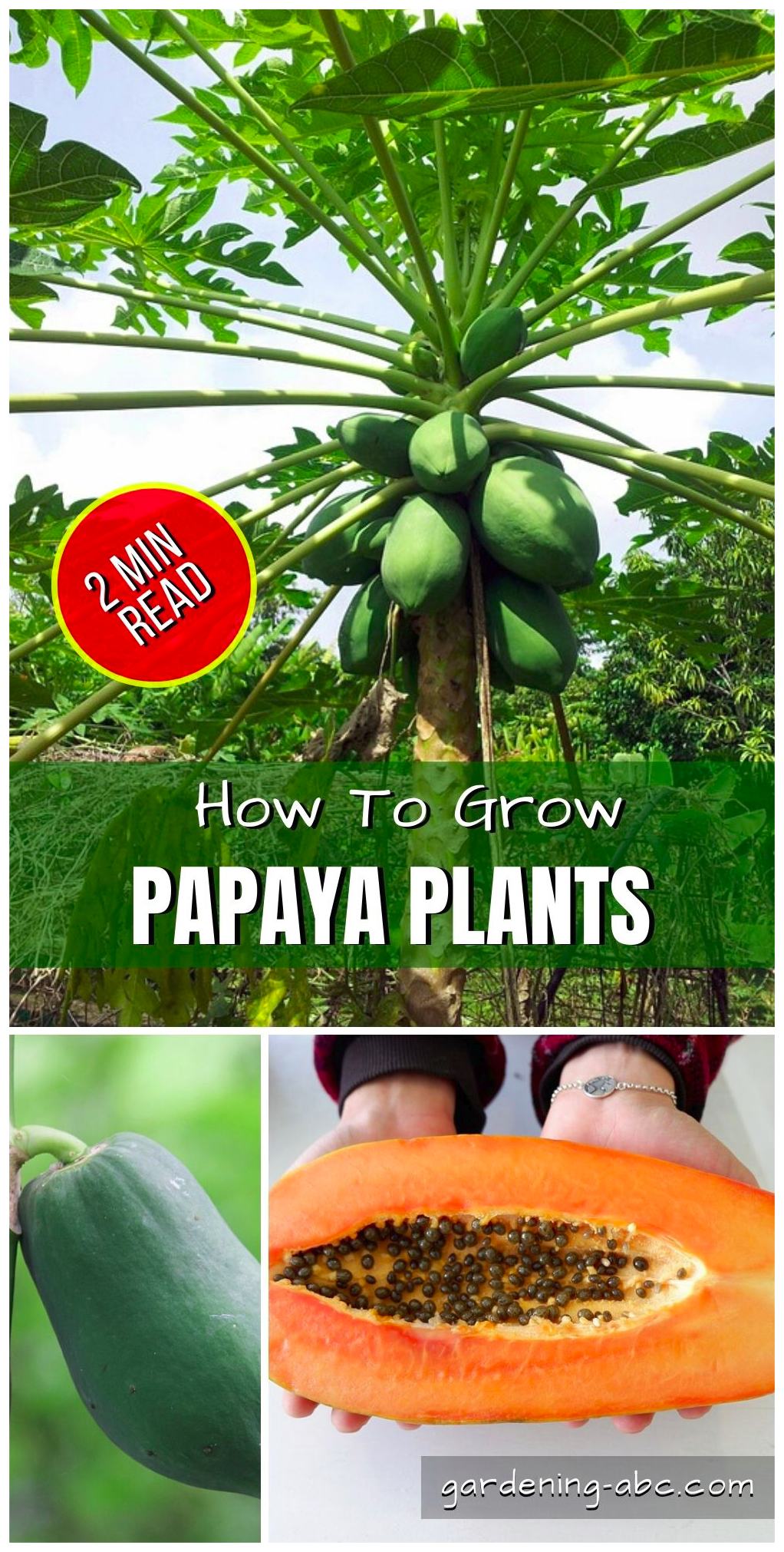 How To Grow Papaya Plants 1 Gardening Abc