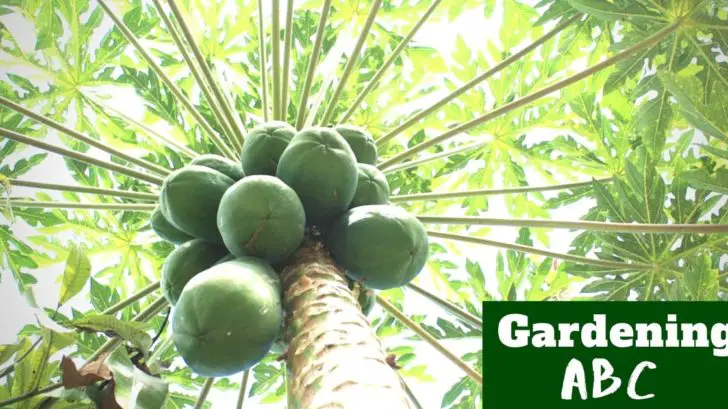 Growing Papaya Tree From Seeds, From Planting to Harvesting.