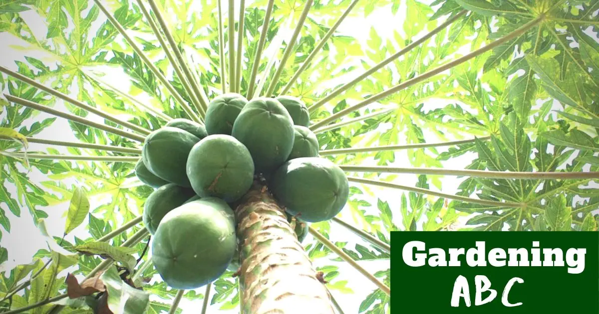 how to grow papaya plant
