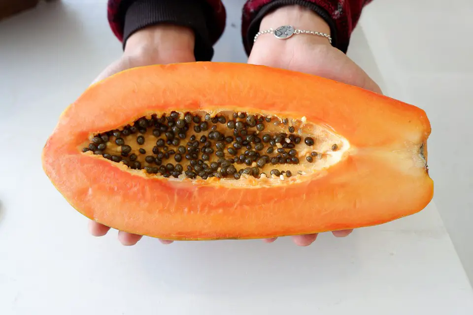 how to grow papaya from seeds