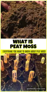 What is Peat Moss: Is it good for your garden as well as environment