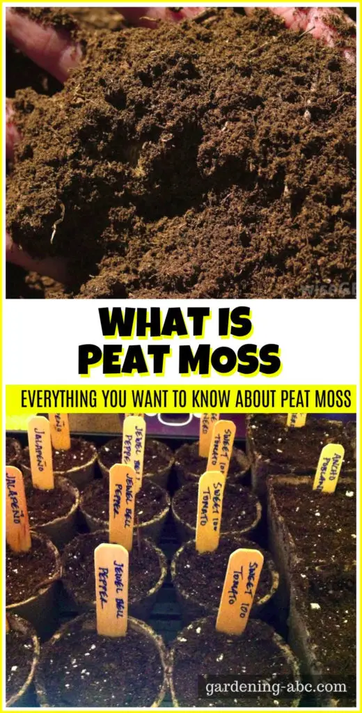 what is peat moss
