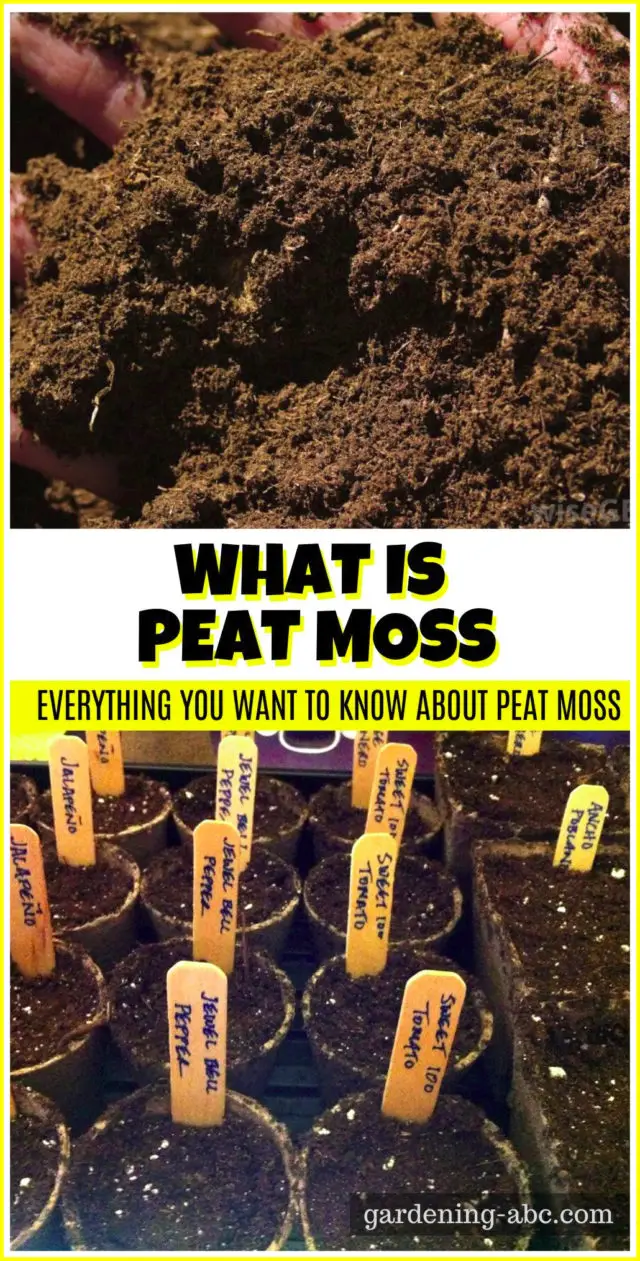 What Is Peat Moss Does It Hold Water, Make Soil Acidic, Or Go Bad